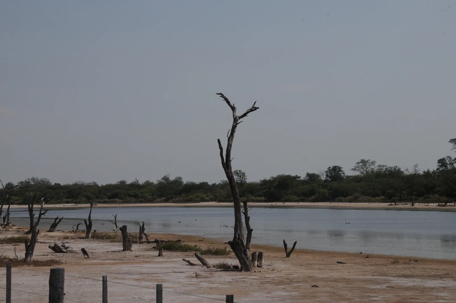 Una laguna salada poco profunda en el Chaco paraguayo, con un árbol seco en primer plano y monte bajo detrás