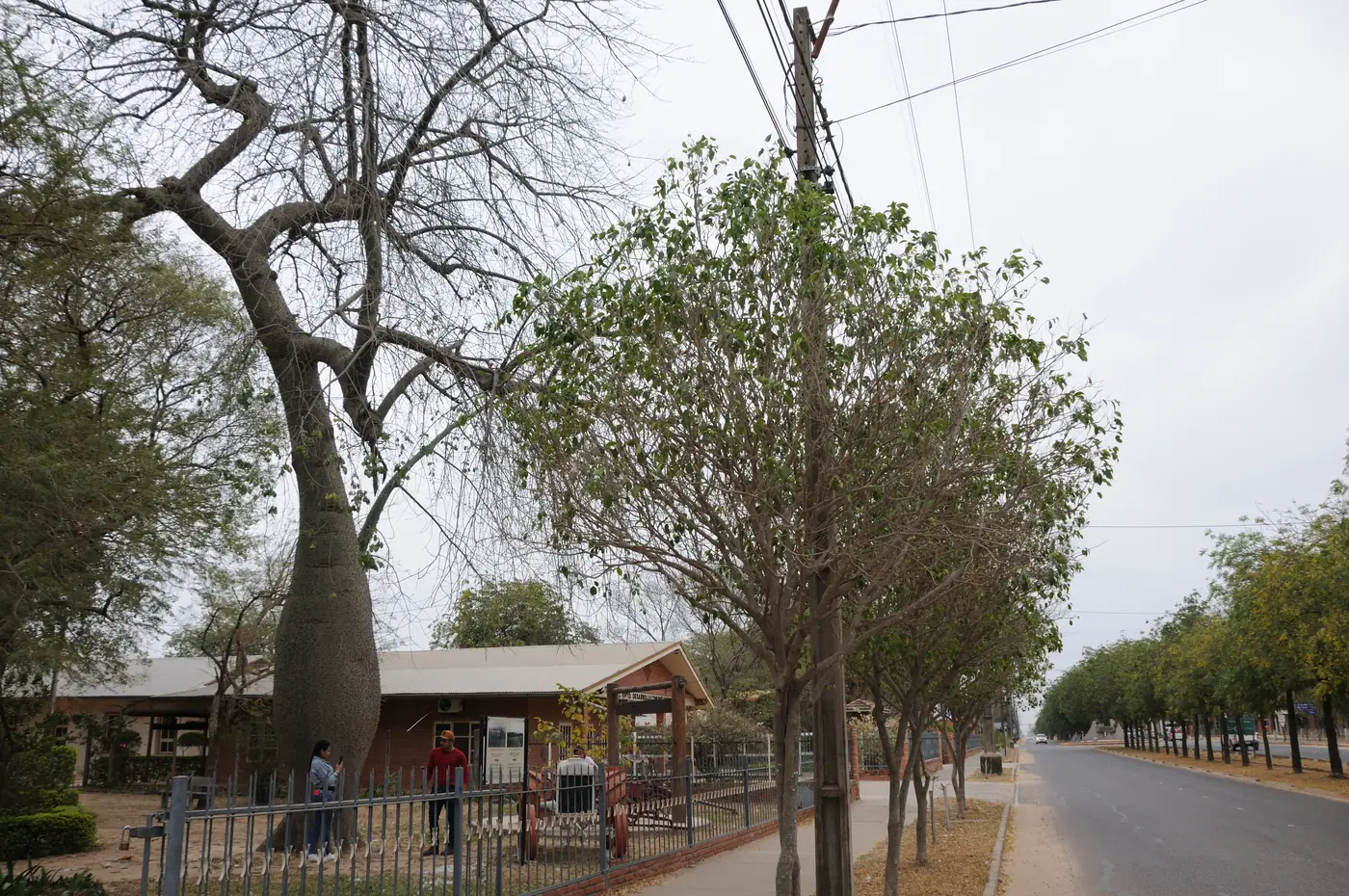 Una calle ancha y arbolada en Filadelfia, Paraguay, con un palo borracho y un edificio bajo