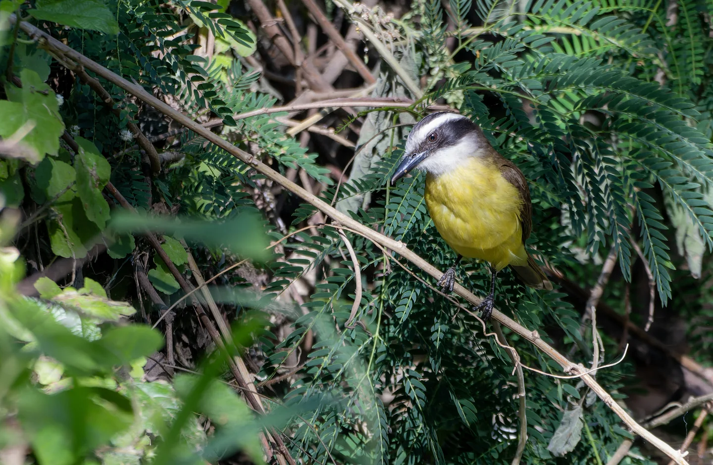 A yellow-breasted great kiskadee perched among green leaves at Guasu Metropolitano