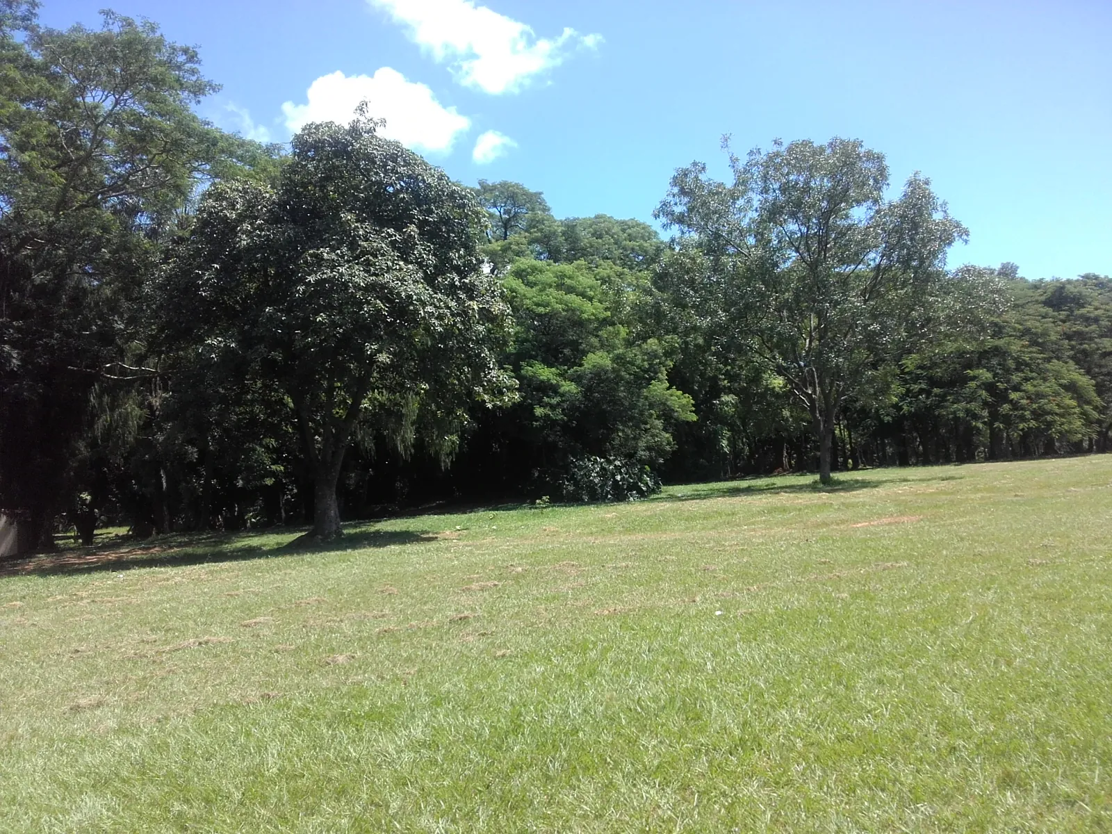 Open lawn bordered by mature trees in the Jardín Botánico de Asunción