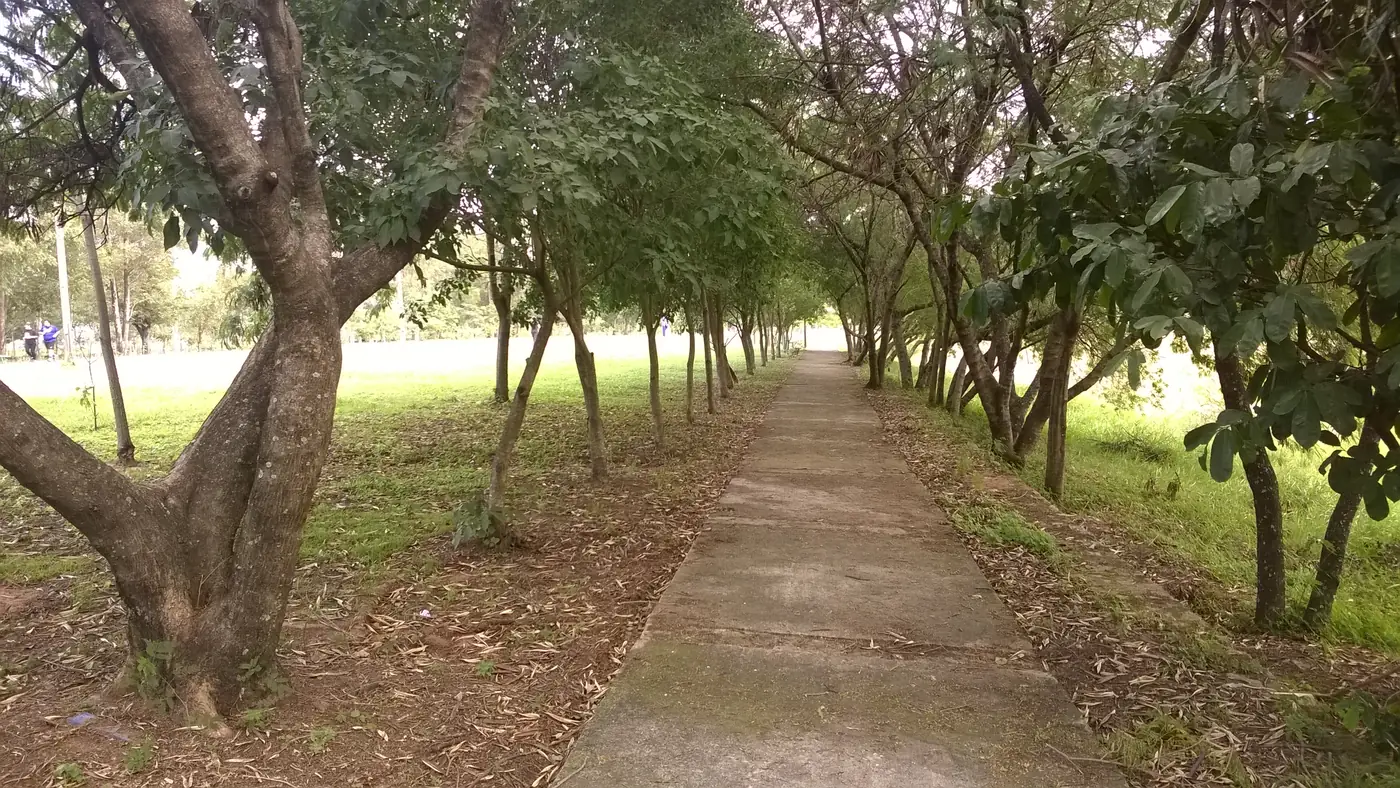 Concrete footpath under a double row of trees in Parque Ñu Guasu.