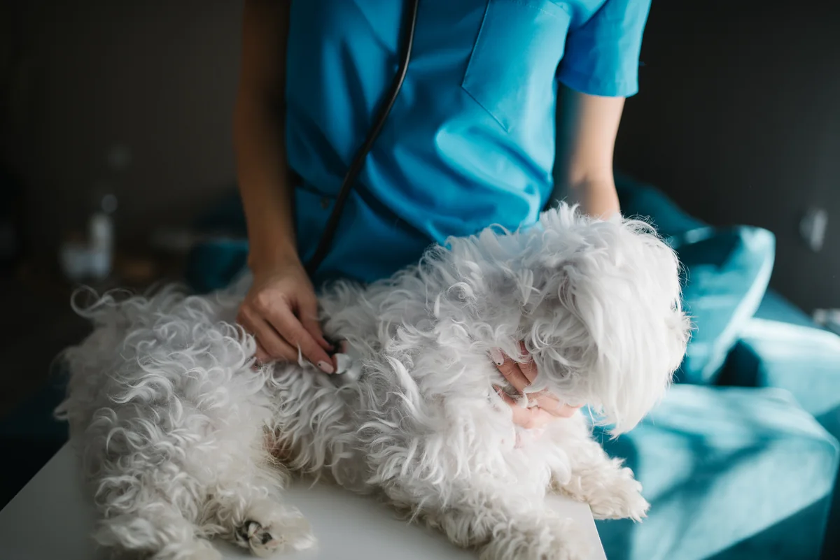 A veterinarian in blue scrubs examines a white dog with a stethoscope.