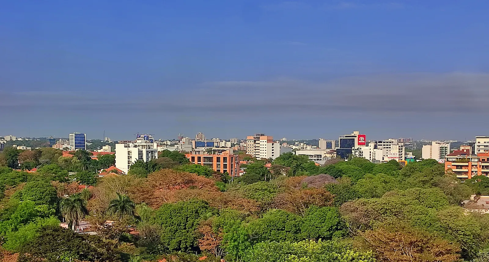 Green tree canopy over Villa Morra with apartment and office towers on the horizon.