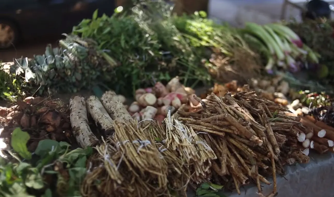 Bundles of fresh herbs, roots and small bulbs laid out on a table.